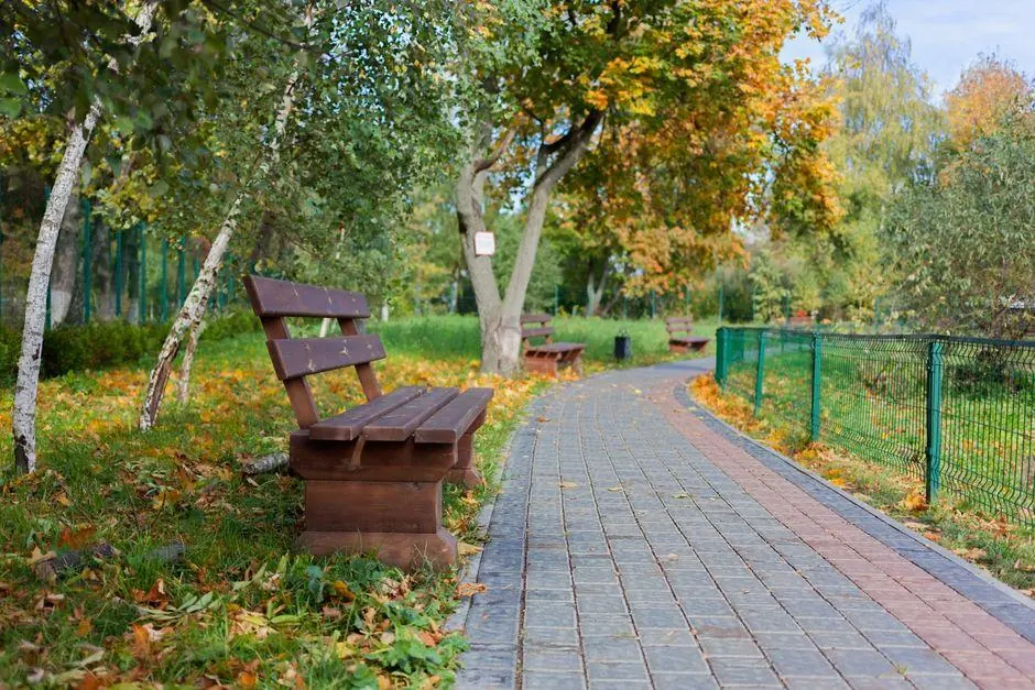 Wooden bench beside a tree-lined park path